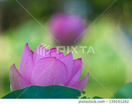 A beautiful lotus flower A beautiful lotus flower 139281262
