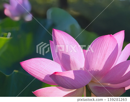 陽光下的蓮花晶瑩剔透 139281263
