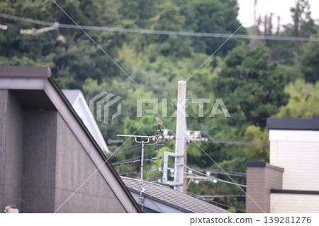 一隻斑鳩棲息在居民區的電視天線上。 一隻斑鳩棲息在居民區的電視天線上。 139281276