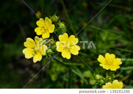 Flower of Hevy Strawberry Flower of Hevy Strawberry 139281280