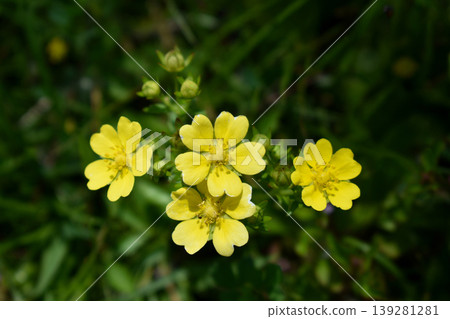 Hevy草莓花 139281281