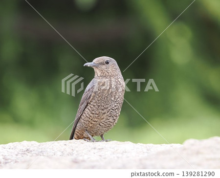 Blue Rock Thrush against a green background Blue Rock Thrush against a green background 139281290