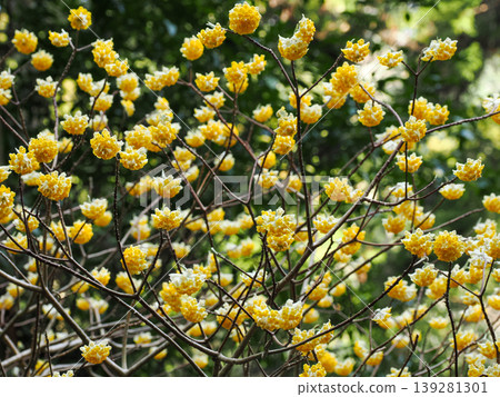 A group of Mitsumata A group of Mitsumata 139281301