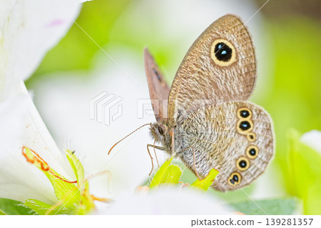 A small heath butterfly sipping nectar from an azalea. A small heath butterfly sipping nectar from an azalea. 139281357
