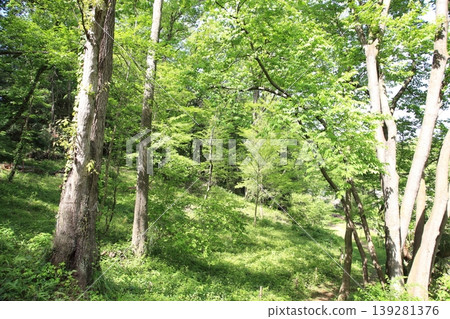 Fresh green path Fresh green path 139281376