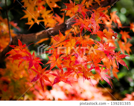 鮮紅的秋葉 鮮紅的秋葉 139281385