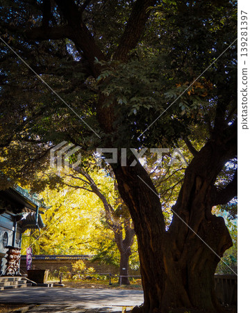 Ginkgo tree in the shrine grounds Ginkgo tree in the shrine grounds 139281397