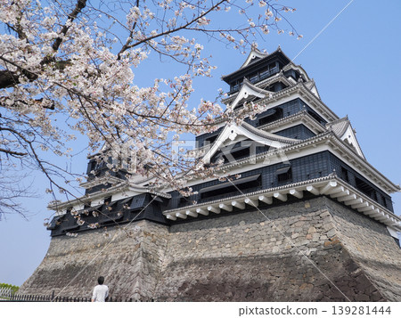Kumamoto Castle tower adorned with cherry blossoms, 2026 139281444