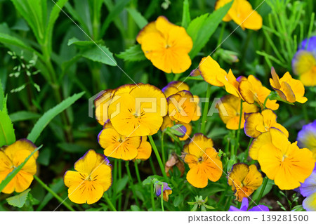 The arrival of spring: Pansies The arrival of spring: Pansies 139281500