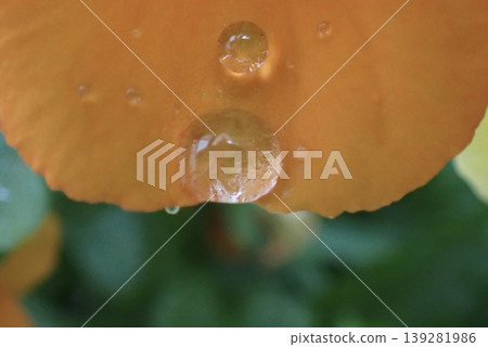 水滴落在橙色花瓣上的宏觀抽象背景 水滴落在橙色花瓣上的宏觀抽象背景 139281986