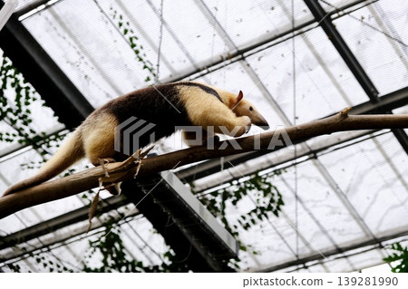 Walking Anteater 139281990
