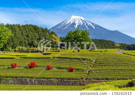 從富士市小淵町的纈葉茶園眺望富士山 139282015