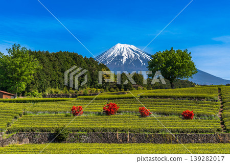 從富士市小淵町的纈葉茶園眺望富士山 139282017