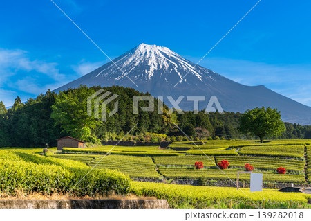 從富士市小淵町的纈葉茶園眺望富士山 139282018