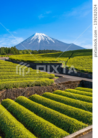 從富士市小淵町的纈葉茶園眺望富士山 139282024
