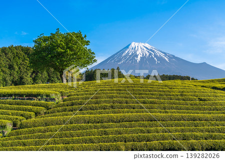 從富士市小淵町的纈葉茶園眺望富士山 從富士市小淵町的纈葉茶園眺望富士山 139282026