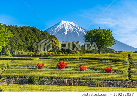 從富士市小淵町的纈葉茶園眺望富士山 從富士市小淵町的纈葉茶園眺望富士山 139282027