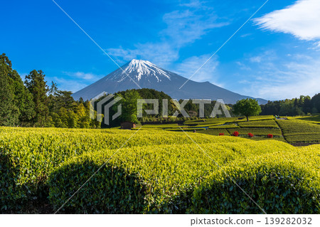 從富士市小淵町的纈葉茶園眺望富士山 139282032