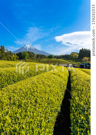 從富士市小淵町的纈葉茶園眺望富士山 139282033