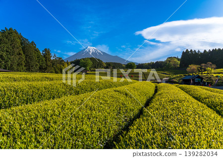 從富士市小淵町的纈葉茶園眺望富士山 從富士市小淵町的纈葉茶園眺望富士山 139282034