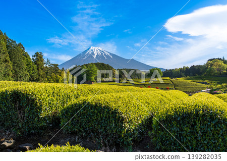 從富士市小淵町的纈葉茶園眺望富士山 139282035