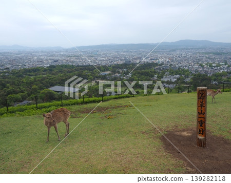 象徵奈良的山丘。在若草山第一層遇到的路標和野生鹿。 象徵奈良的山丘。在若草山第一層遇到的路標和野生鹿。 139282118