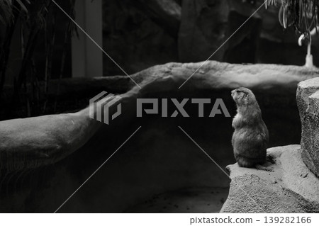 黑白草原犬鼠 139282166