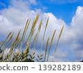 野生蘆葦（Phragmites australis） 139282189