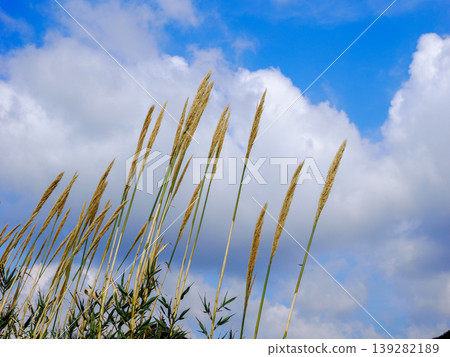 野生蘆葦（Phragmites australis） 139282189