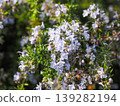 迷迭香白花 139282194