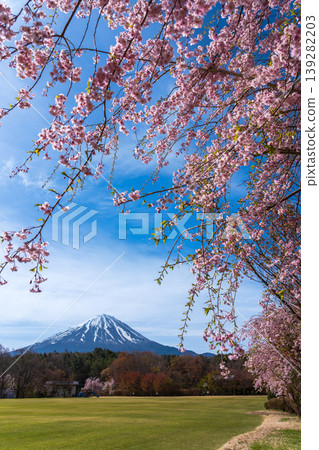 從鳴澤村熱鬧廣場眺望垂枝櫻花和富士山 從鳴澤村熱鬧廣場眺望垂枝櫻花和富士山 139282203