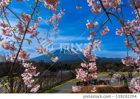 從鳴澤村熱鬧廣場眺望垂枝櫻花和富士山 從鳴澤村熱鬧廣場眺望垂枝櫻花和富士山 139282204