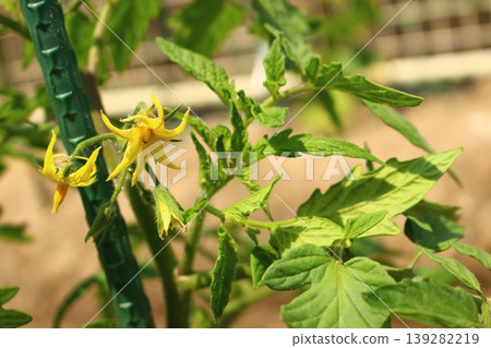 yellow cherry tomato flowers yellow cherry tomato flowers 139282219