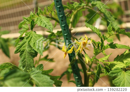 yellow cherry tomato flowers yellow cherry tomato flowers 139282220