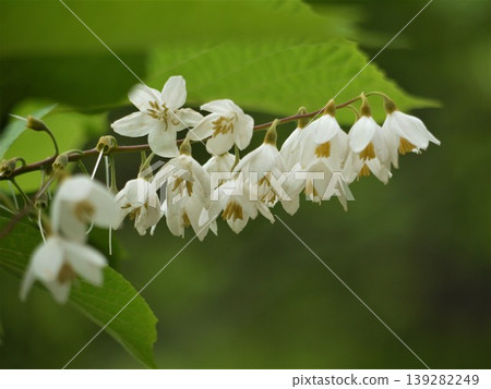 White flowers of Hakuunboku White flowers of Hakuunboku 139282249