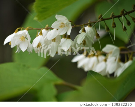Hakuunboku的白花 Hakuunboku的白花 139282250