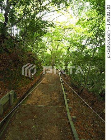 A hiking course surrounded by nature. A pleasant walking path through the forests of Wakakusa Mountain. A hiking course surrounded by nature. A pleasant walking path through the forests of Wakakusa Mountain. 139282303
