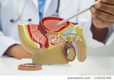 Male reproductive system, Asian doctor holding human anatomy model for study diagnosis and treatment in hospital. 139282366
