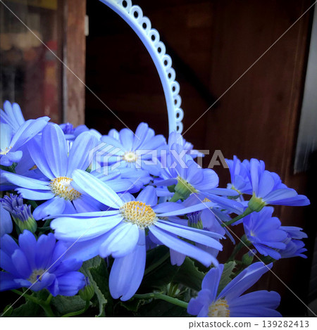 Blue-purple chrysanthemum and copy space Blue-purple chrysanthemum and copy space 139282413
