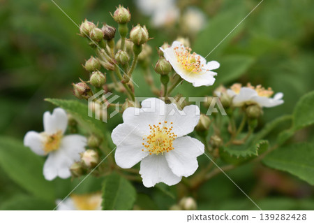 Neubara flower Neubara flower 139282428