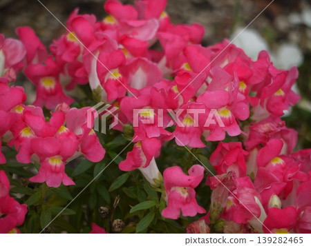 Nemesia red flower Nemesia red flower 139282465