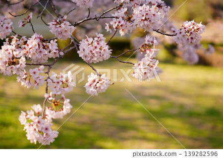 櫻花盛開，沐浴在柔和的陽光下。 139282596