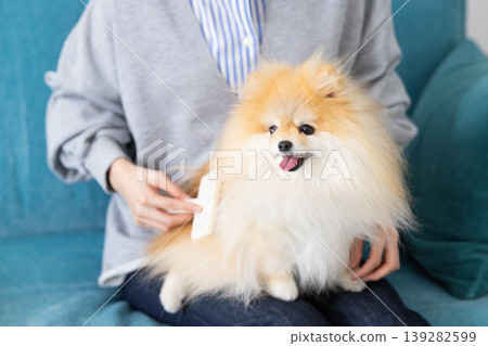 一隻博美犬正在幫主人梳毛。 一隻博美犬正在幫主人梳毛。 139282599