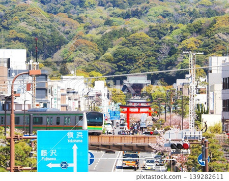 神奈川縣:火車和鶴岡八幡宮,四月 神奈川縣:火車和鶴岡八幡宮,四月 139282611