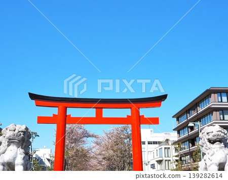 神奈川縣：四月，第二鳥居及丹葛道沿線的櫻花樹。 139282614