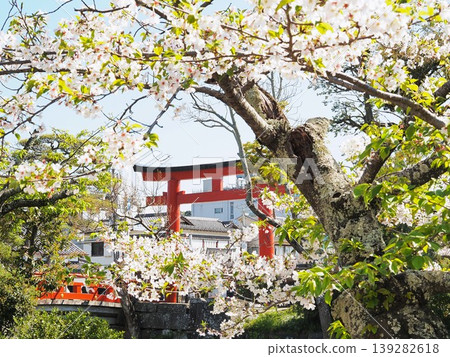 Kanagawa Prefecture, Tsurugaoka Hachimangu Shrine, Third Torii Gate and Cherry Blossoms, April 139282618