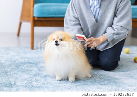 一隻博美犬正在幫主人梳毛。 139282637