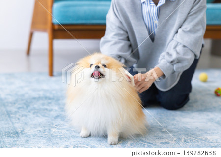 一隻博美犬正在幫主人梳毛。 一隻博美犬正在幫主人梳毛。 139282638