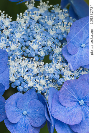 Blue forehead hydrangea 139282724