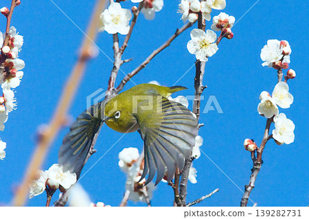 一隻日本繡眼鳥正在尋找梅花蜜 一隻日本繡眼鳥正在尋找梅花蜜 139282731